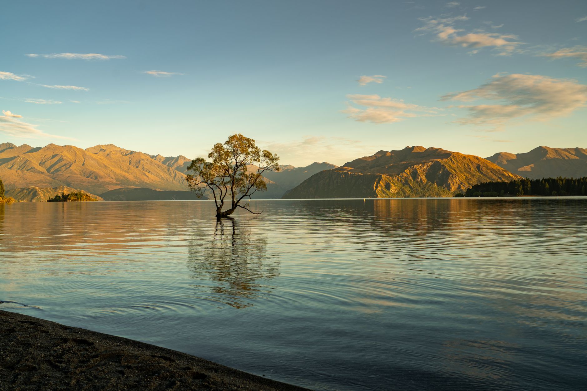 Lake Wanaka tree New Zealand